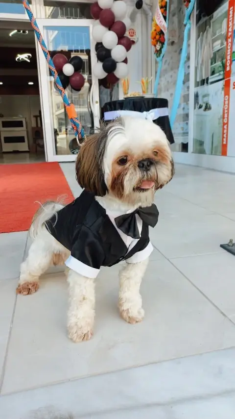 Cici Patiler Edirne Petshop & Pet Kuaför fotoğraf 4