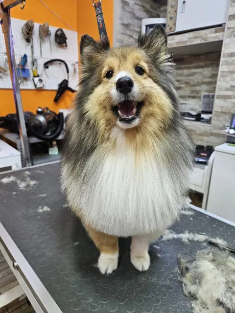 Pet kuaför Sakarya /grooming salon Sakarya fotoğraf 2