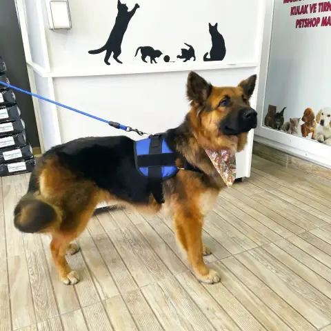 Pet kuaför Sakarya /grooming salon Sakarya fotoğraf 4
