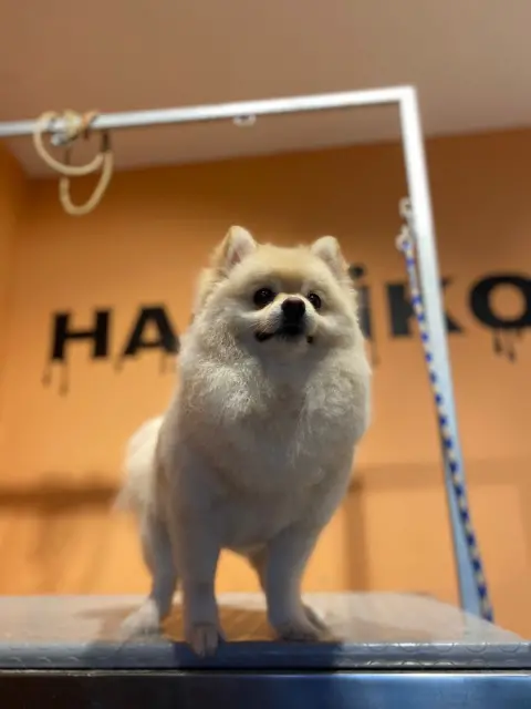 Hachiko Petshop&Kuaför fotoğraf 2