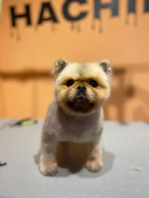Hachiko Petshop&Kuaför fotoğraf 3