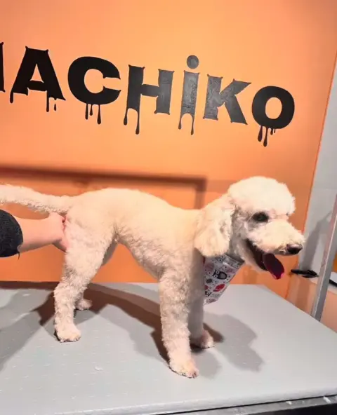 Hachiko Petshop&Kuaför fotoğraf 5