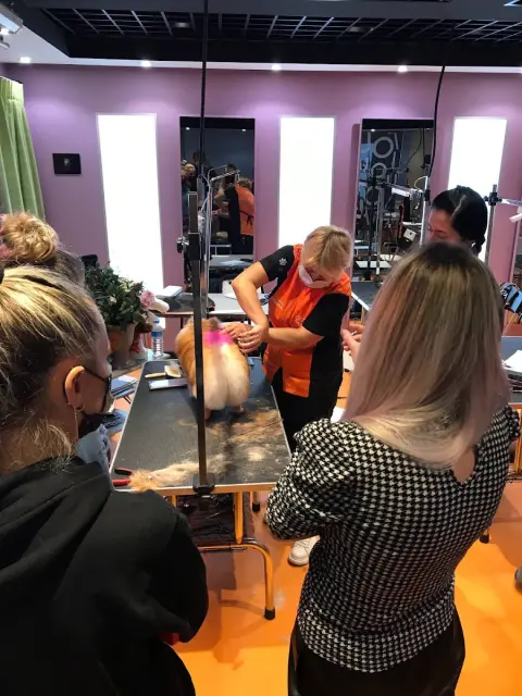 LOULOU PET KUAFÖRÜ & SPA - PET GROOMING AKADEMİ & KÖPEK MANKENLERİ fotoğraf 3