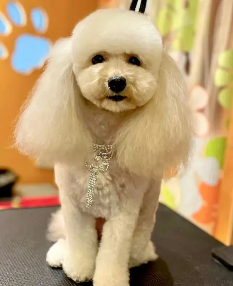 LOULOU PET KUAFÖRÜ & SPA - PET GROOMING AKADEMİ & KÖPEK MANKENLERİ fotoğraf 4