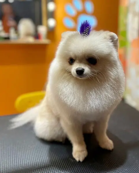 LOULOU PET KUAFÖRÜ & SPA - PET GROOMING AKADEMİ & KÖPEK MANKENLERİ fotoğraf 5