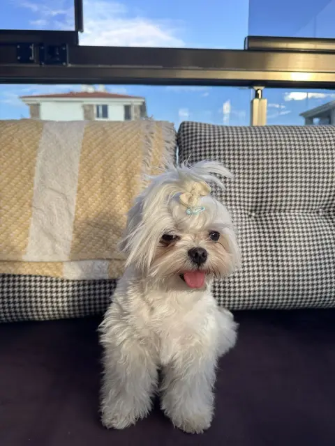 Doğa pet kuaför fotoğraf 2