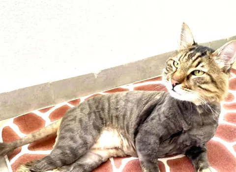 Doğa pet kuaför fotoğraf 3