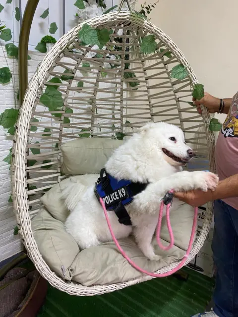 Doğa pet kuaför fotoğraf 4