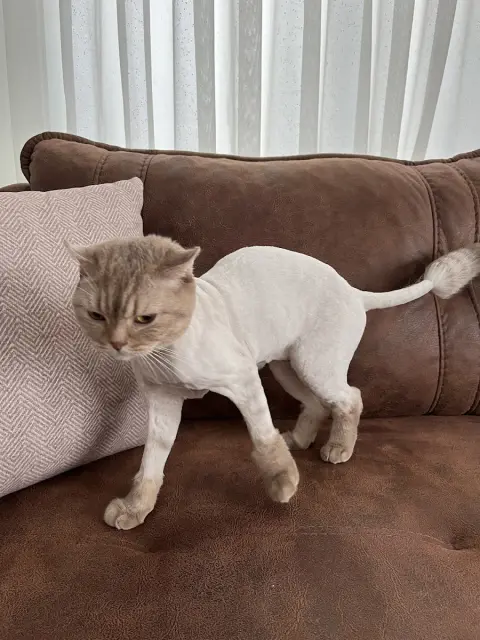 Doğa pet kuaför fotoğraf 5