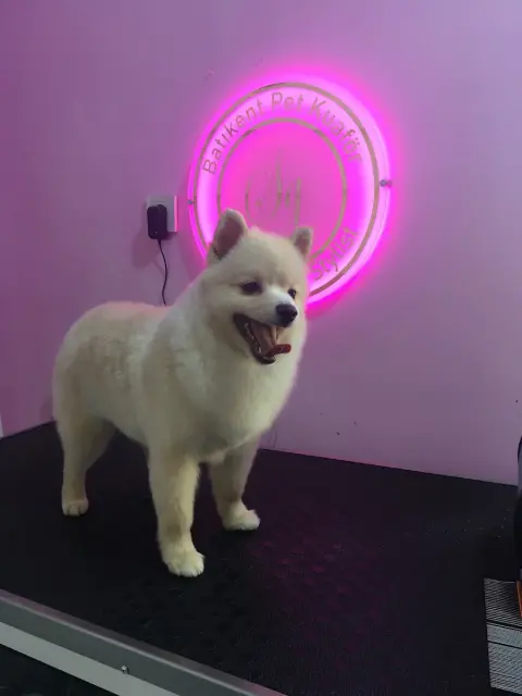 Batıkent Pet Kuaför fotoğraf 2