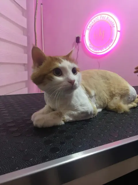 Batıkent Pet Kuaför fotoğraf 4