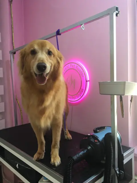 Batıkent Pet Kuaför fotoğraf 5