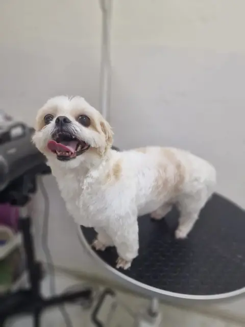 Petida Grooming Pet Kuaför fotoğraf 3