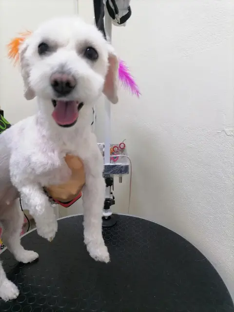Petida Grooming Pet Kuaför fotoğraf 4