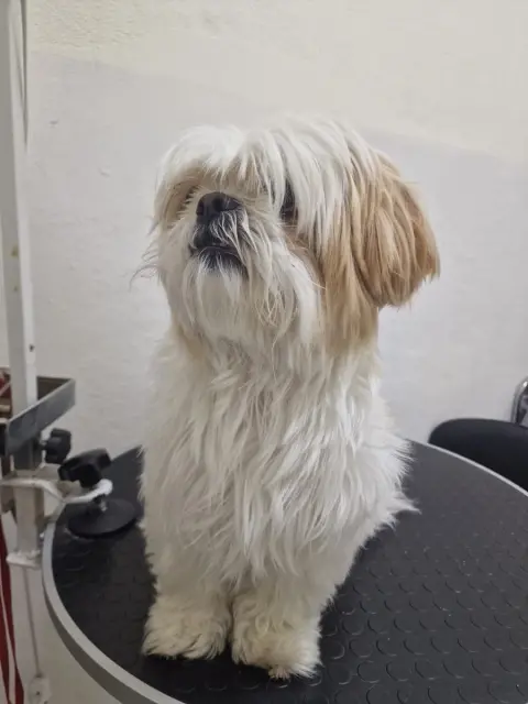 Petida Grooming Pet Kuaför fotoğraf 5