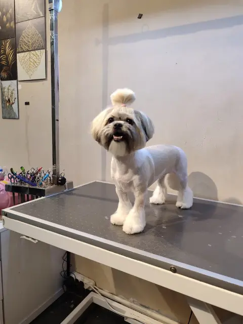 Az Pets Kuaför fotoğraf 3