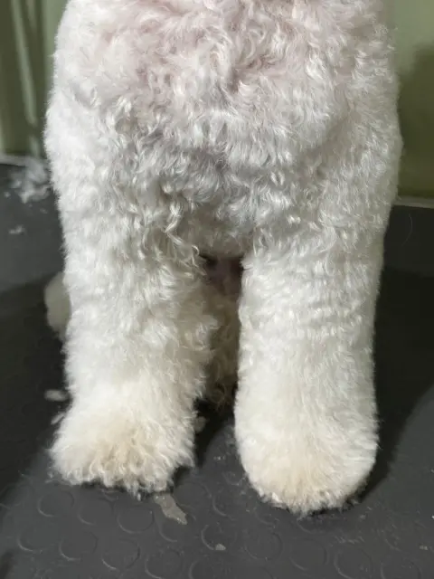 Az Pets Kuaför fotoğraf 5