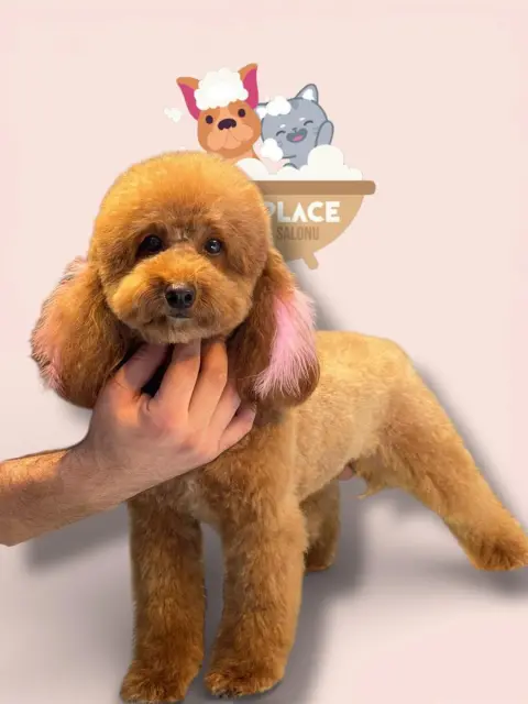 Paw Place Pet Kuaför fotoğraf 2