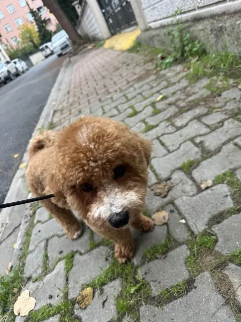 Paw Place Pet Kuaför fotoğraf 3