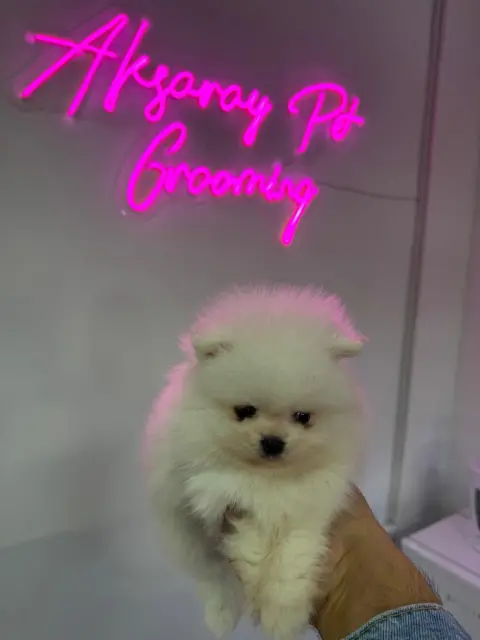 Aksaray Pet Kuaför & Petshop fotoğraf 3