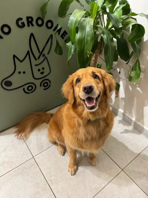 Juno Groomer | Pet Kuaför & Ozon-Spa fotoğraf 3