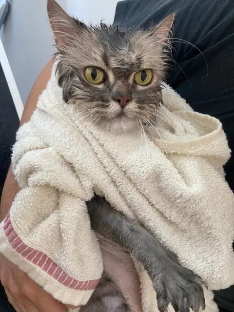 Juno Groomer | Pet Kuaför & Ozon-Spa fotoğraf 4