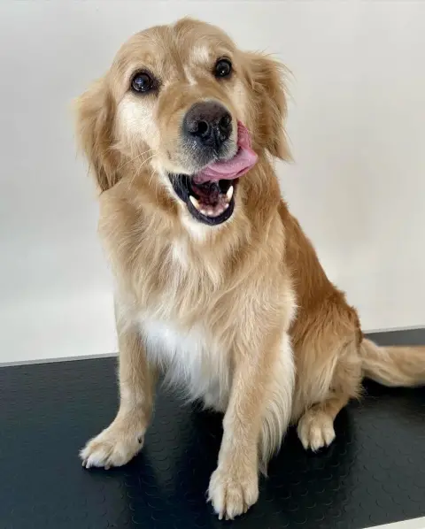 Juno Groomer | Pet Kuaför & Ozon-Spa fotoğraf 5