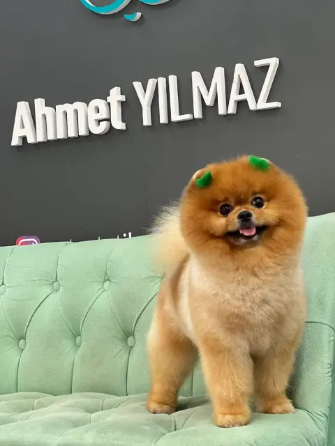 PET ESTETİK PET KUAFÖR fotoğraf 2