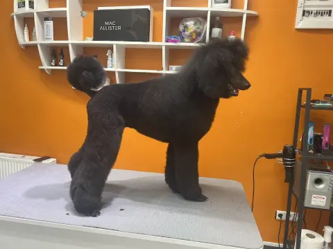 PET ESTETİK PET KUAFÖR fotoğraf 3