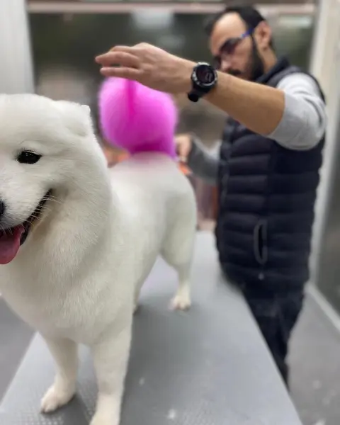 PET ESTETİK PET KUAFÖR fotoğraf 5