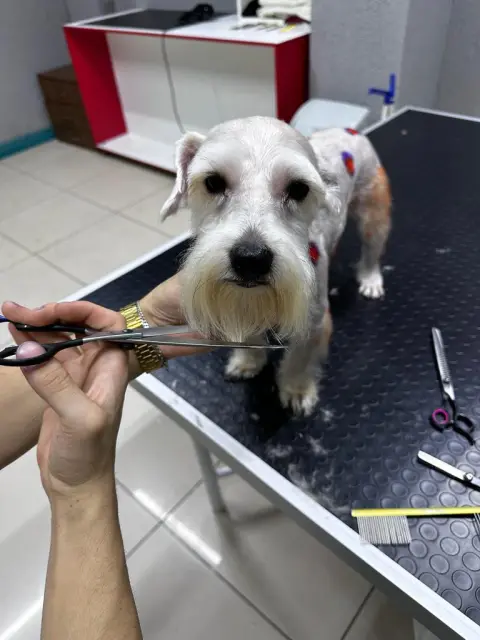Dogsclub pet kuaför fotoğraf 2