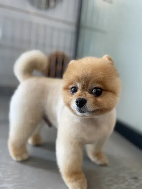 Dogsclub pet kuaför fotoğraf 3