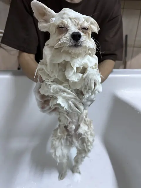 Dogsclub pet kuaför fotoğraf 4