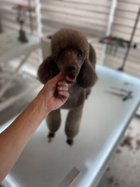 Dogsclub pet kuaför fotoğraf 5