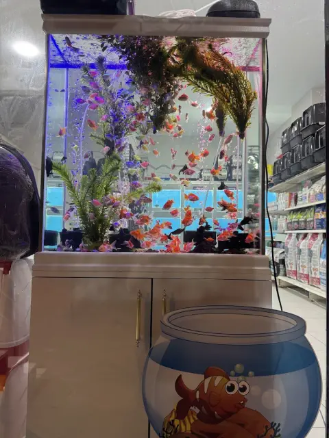 Atakan Pets Club & Pet Kuaför fotoğraf 3