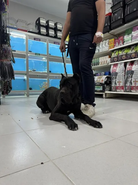 Atakan Pets Club & Pet Kuaför fotoğraf 5