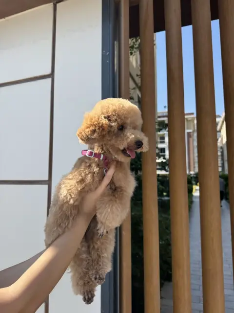 Venüs Pet Kuaför fotoğraf 2
