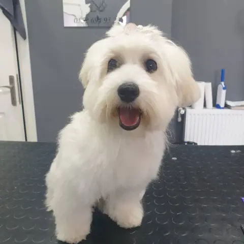 Venüs Pet Kuaför fotoğraf 3