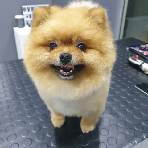 Venüs Pet Kuaför fotoğraf 4