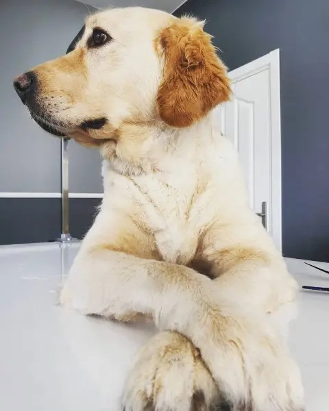 Venüs Pet Kuaför fotoğraf 5