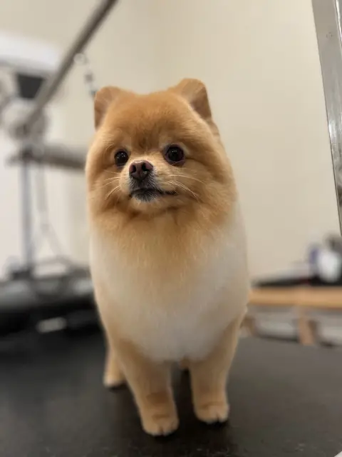 Groomer Bone | Caddebostan Profesyonel Pet Kuaför fotoğraf 2
