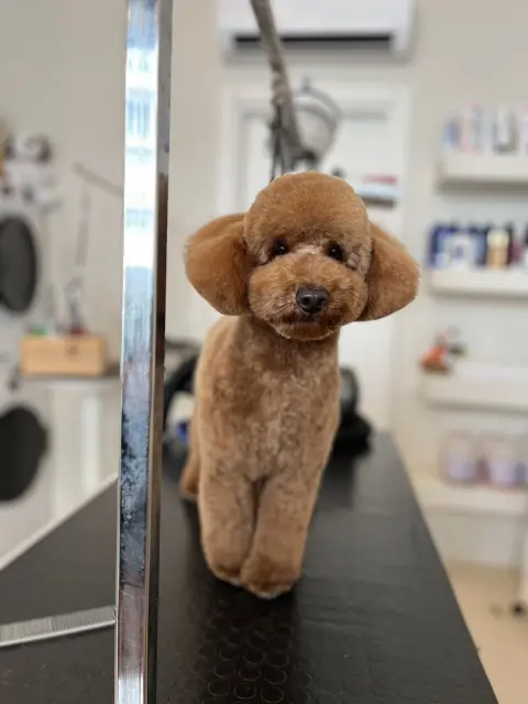 Groomer Bone | Caddebostan Profesyonel Pet Kuaför fotoğraf 3