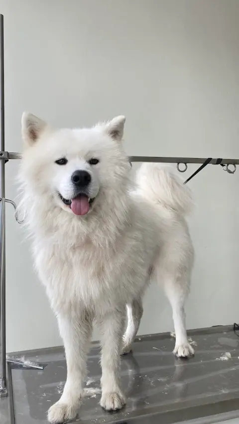 PET VOGUE SAKARYA | PET KUAFÖR fotoğraf 4