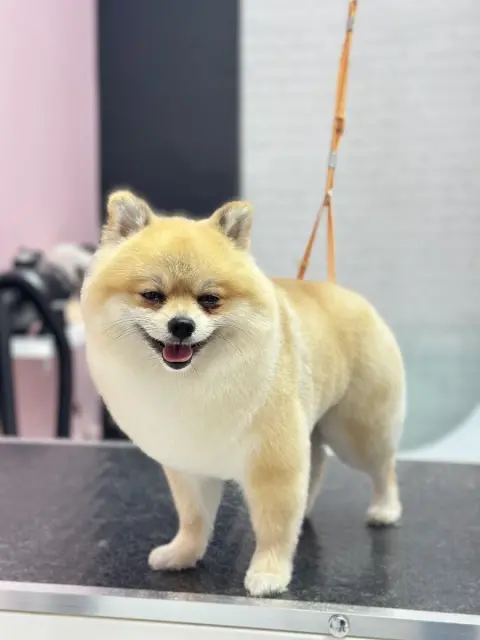 Ponçik Pet Kuaför fotoğraf 2