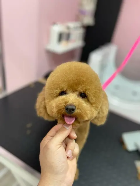 Ponçik Pet Kuaför fotoğraf 3