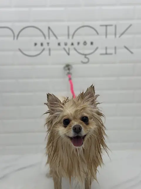 Ponçik Pet Kuaför fotoğraf 4