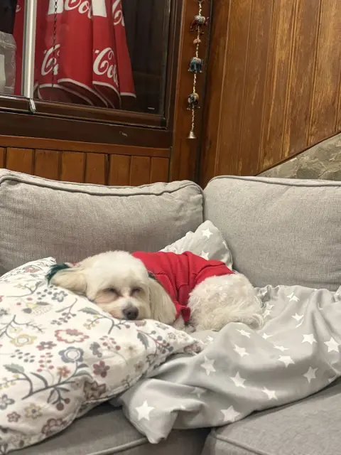 Bağlıca Pet Kuaför&Nil Pati Petshop fotoğraf 3