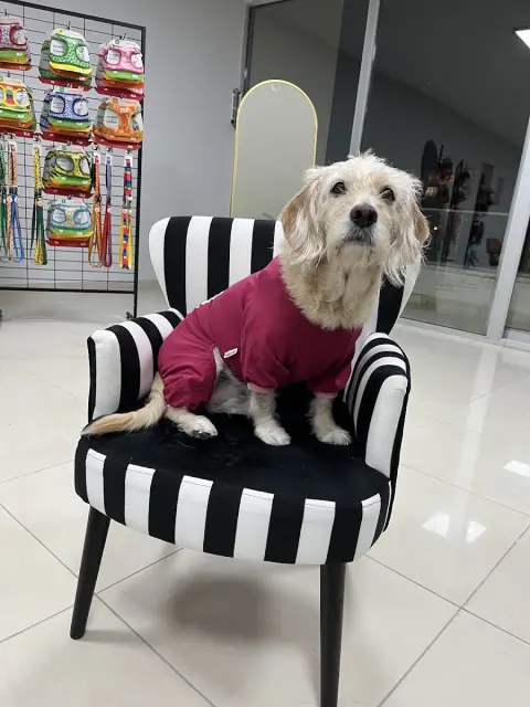 Bağlıca Pet Kuaför&Nil Pati Petshop fotoğraf 4