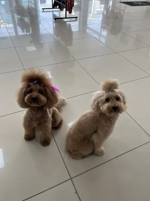 Bağlıca Pet Kuaför&Nil Pati Petshop fotoğraf 5