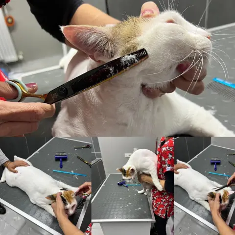 ZESA Pet Kuaför fotoğraf 3